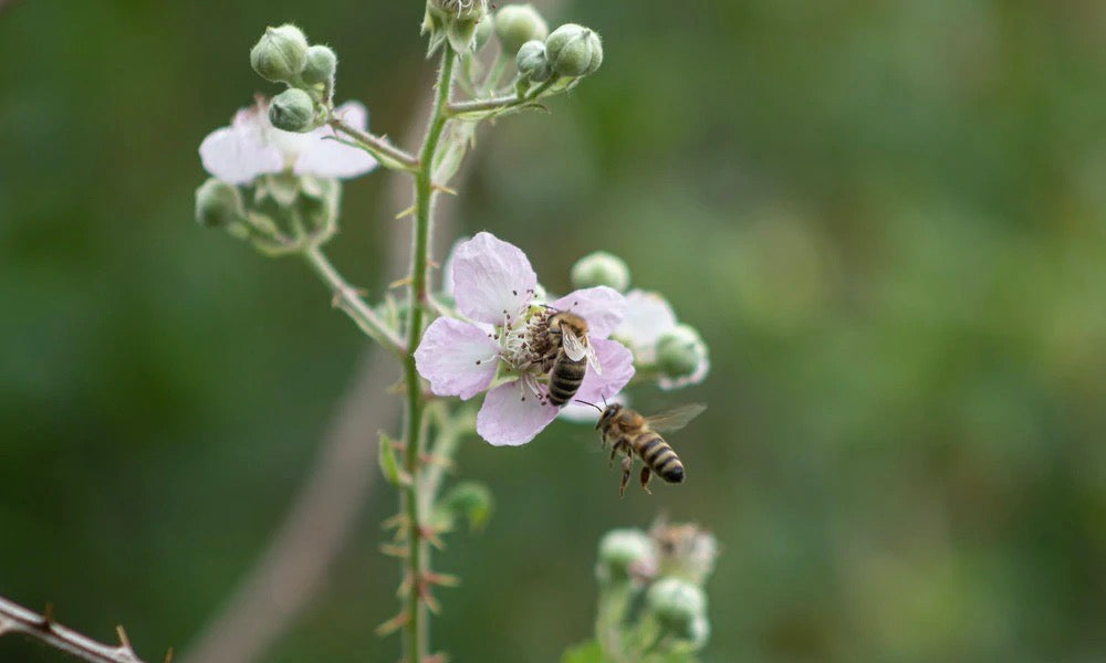 WARUM UNSERE PRODUKTION BIENEN BEHERBERGT